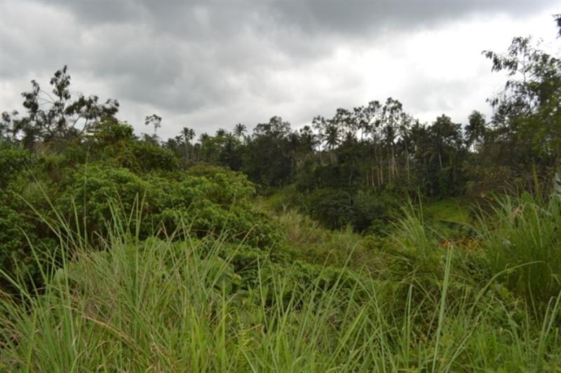 Land for sale in ubud 2