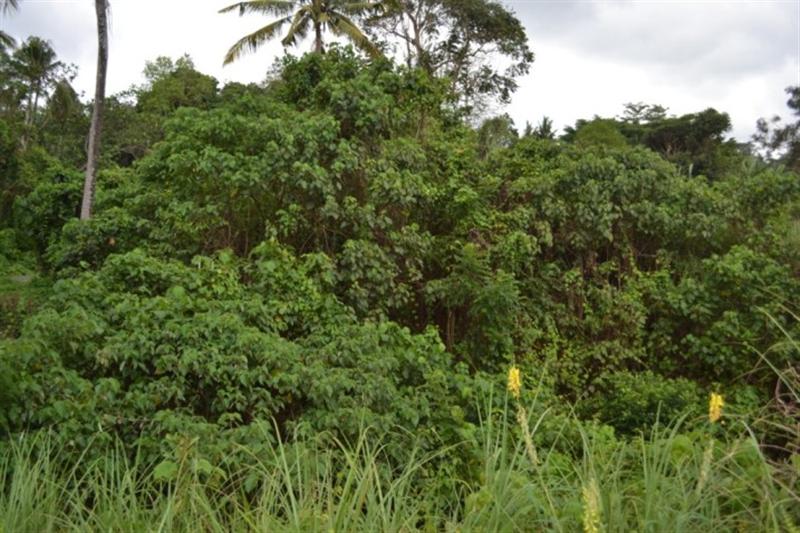 Land for sale in ubud 3