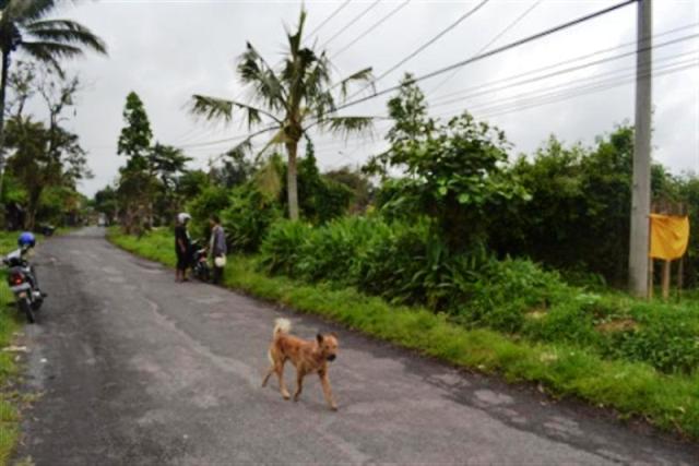 land for sale in ubud kukuh 3