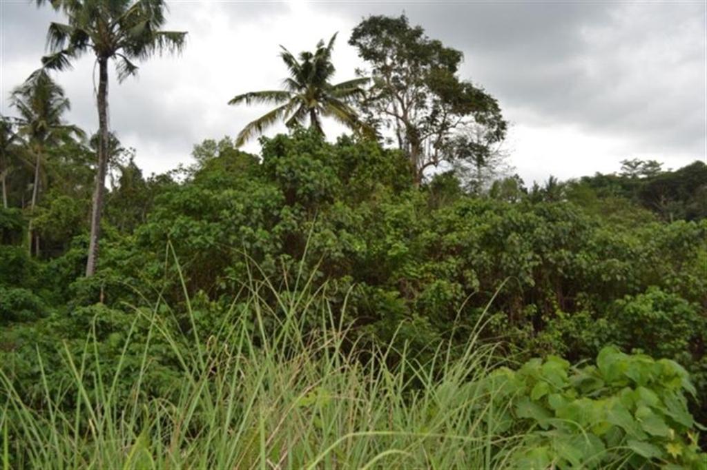 Land for sale in ubud 6