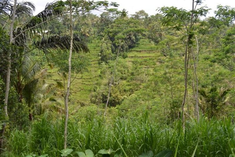land for sale in ubud