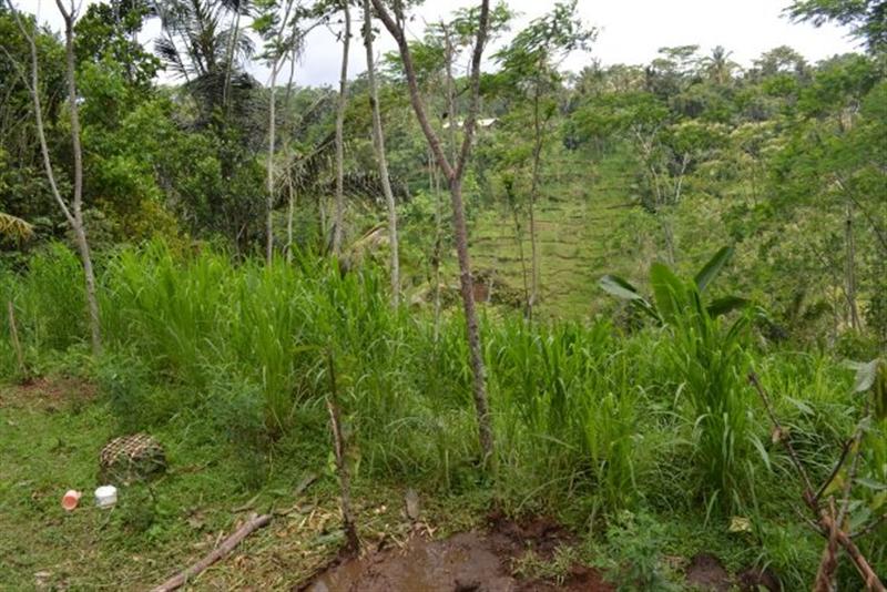 land for sale in ubud