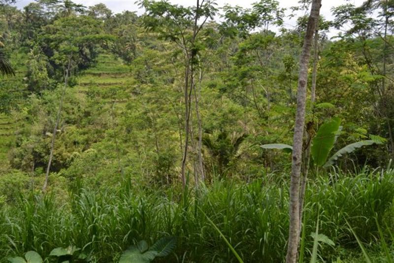 land for sale in ubud