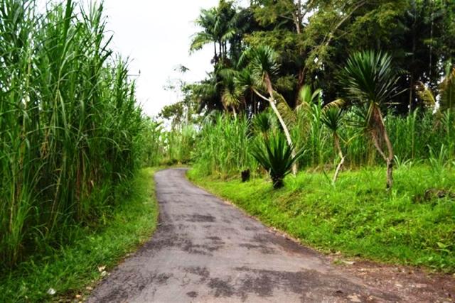 land for sale in ubud bali