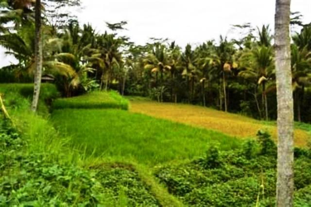 land for sale in ubud bali