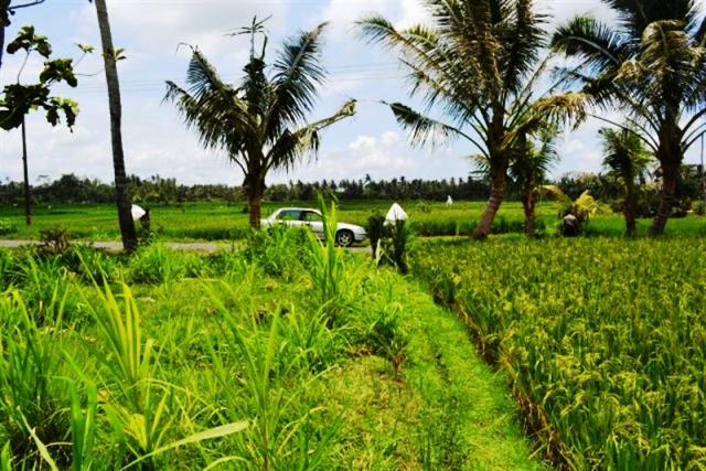 land for sale in ubud bali