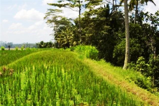 land for sale in ubud bali