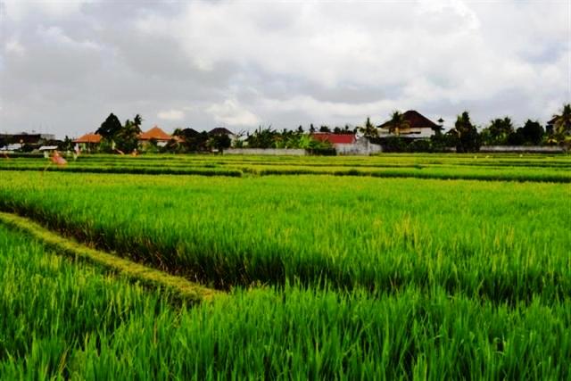 land for sale in ubud bali