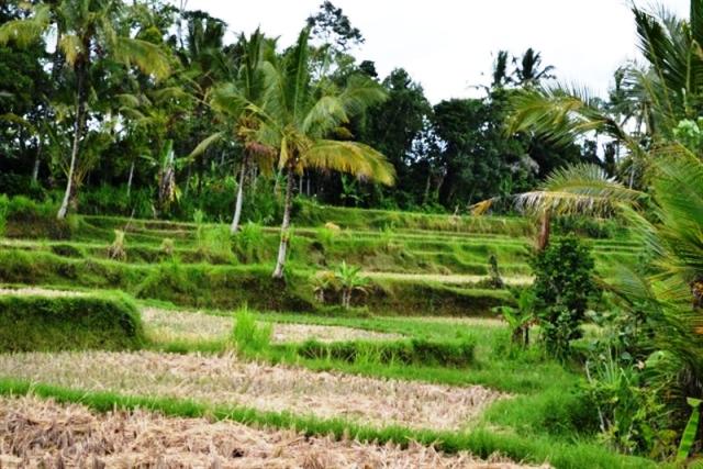 land for sale in ubud bali