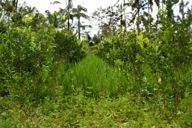land for sale in ubud bali