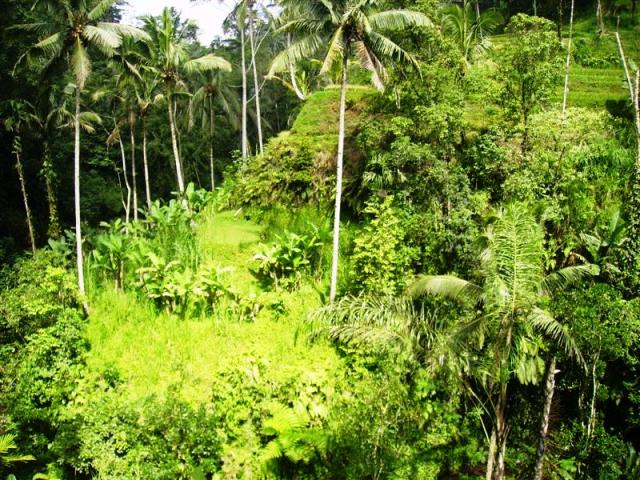 land for sale in ubud bali