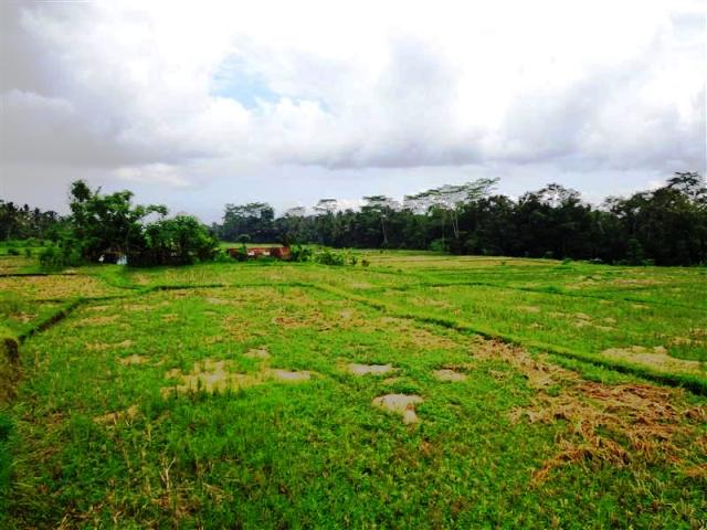 land for sale in ubud bali