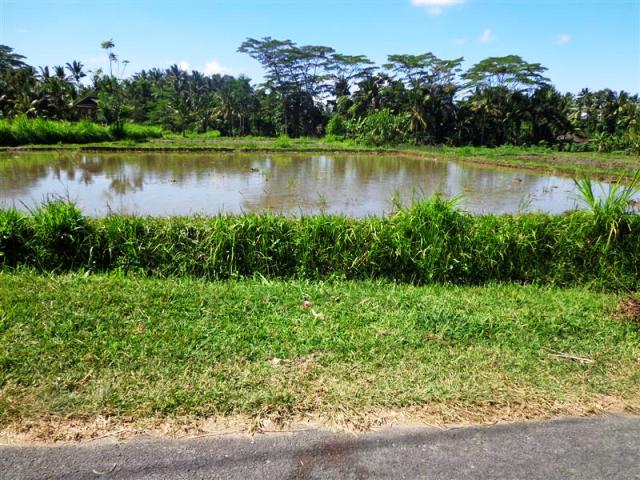 land for sale in ubud bali