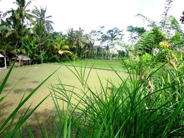 land for sale in ubud bali