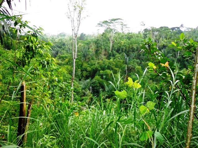 land for sale in ubud bali
