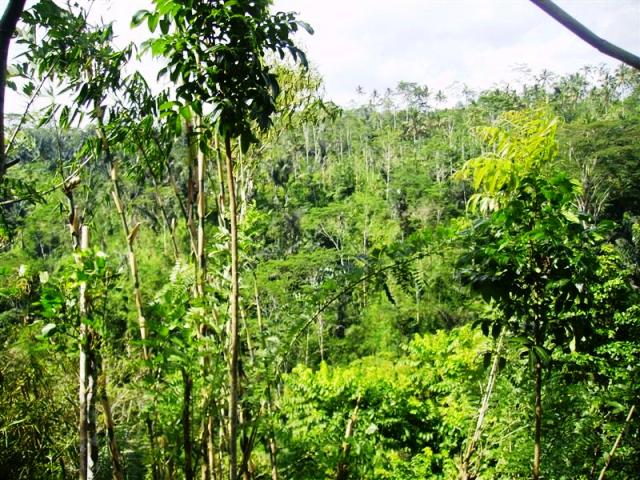 land for sale in ubud bali