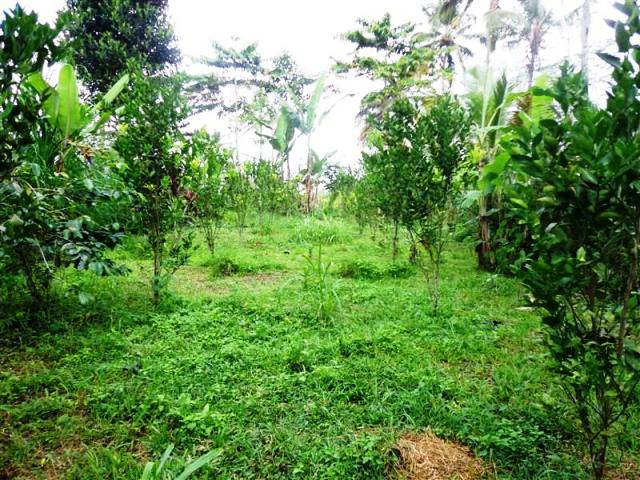 land for sale in ubud bali