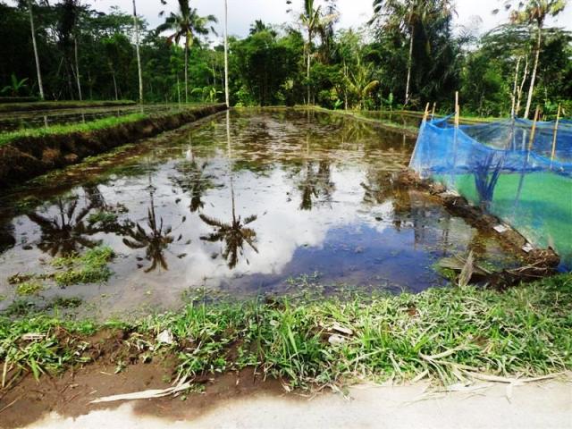 land for sale in ubud bali