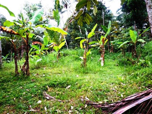 land for sale in ubud bali