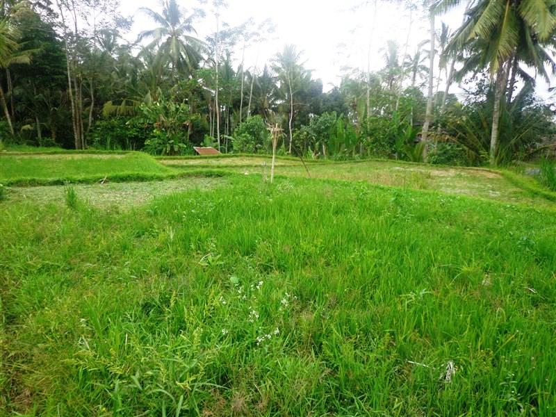 land for sale in ubud bali