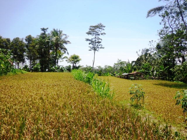 Land for sale in Ubud Bali