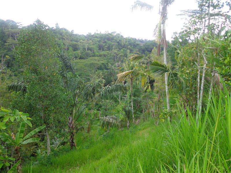 Land for sale in Ubud Bali
