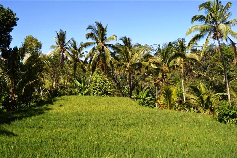 land for sale in ubud bali