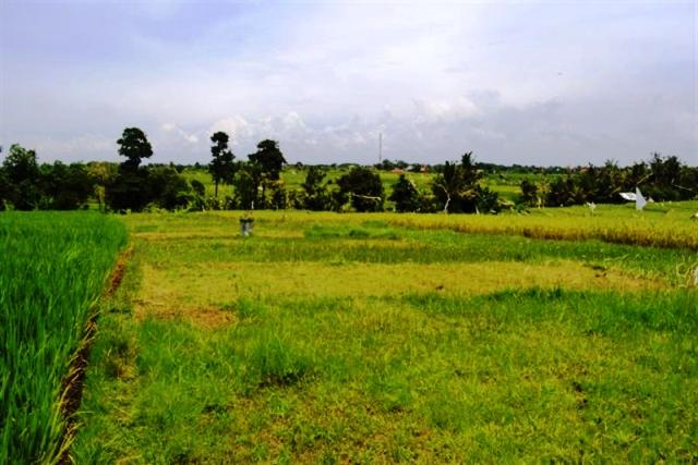land for sale in canggu, bali