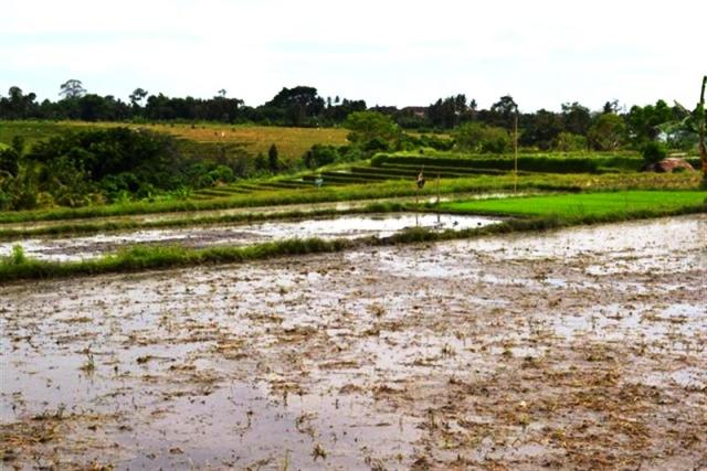 land for sale in canggu, bali