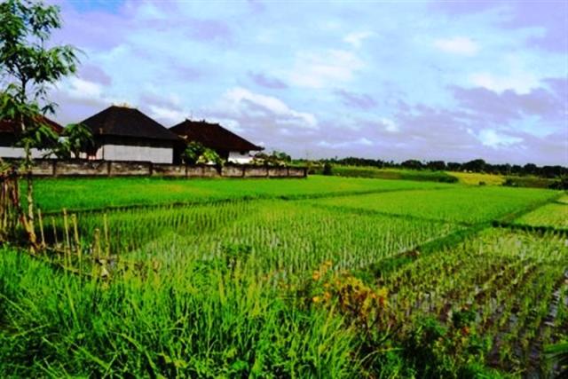 land for sale in canggu, bali