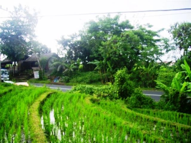 Land for sale in Canggu Bali