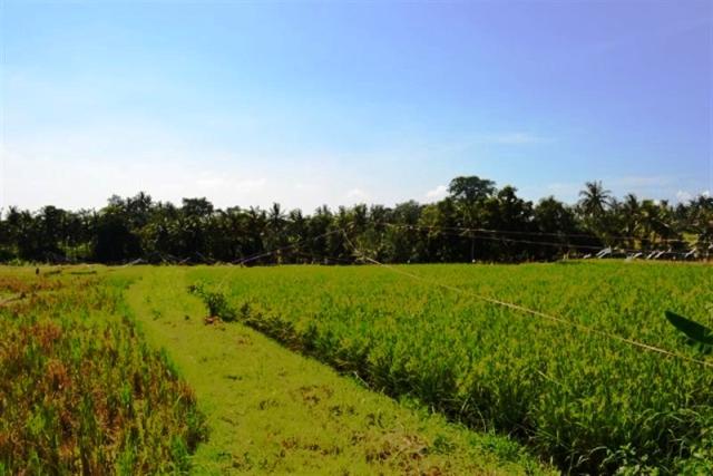 land for sale in canggu, bali