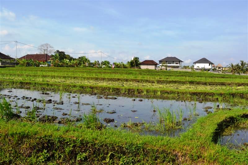 Land for sale in Canggu Bali