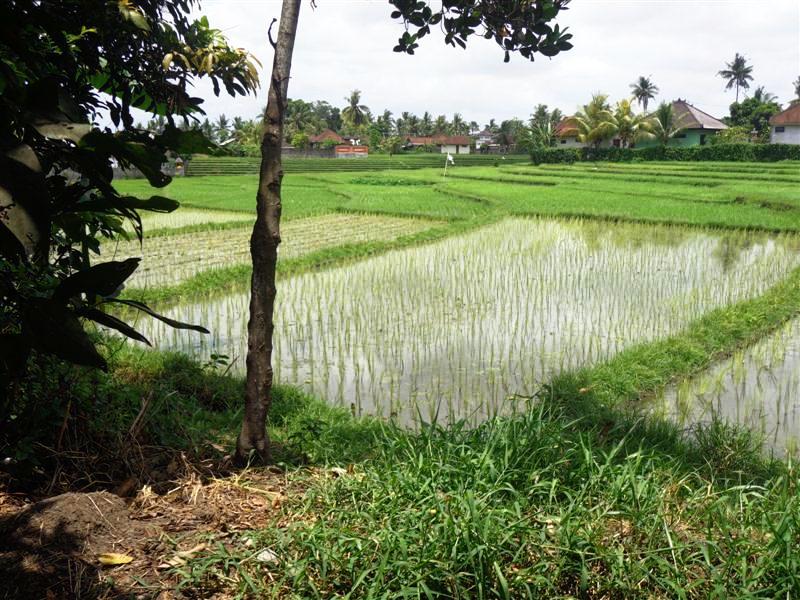 Land in canggu Bali