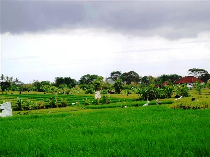 Land for sale in Canggu Bali