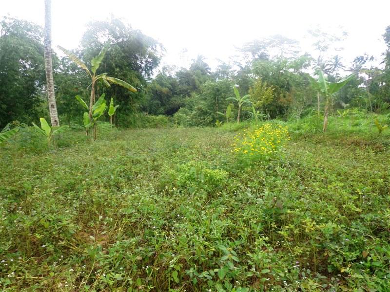 land for sale in ubud bali