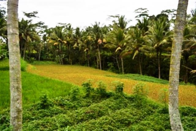 land for sale in ubud bali