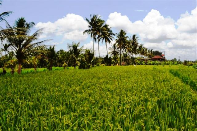land for sale in ubud bali