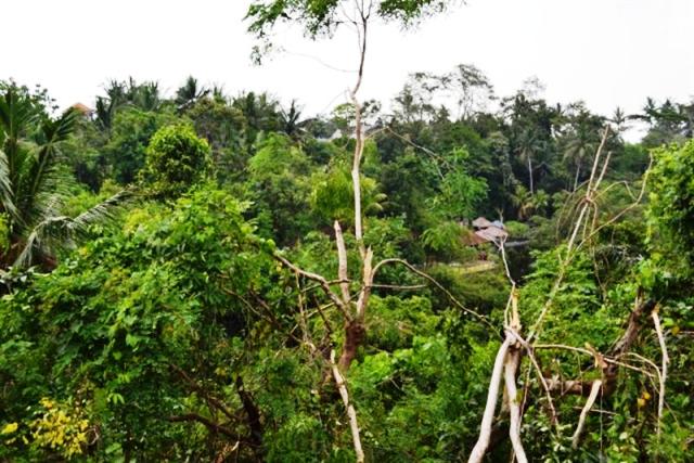land for sale in ubud bali
