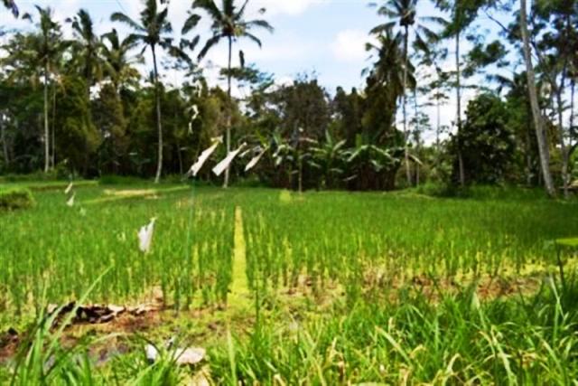 land for sale in ubud bali
