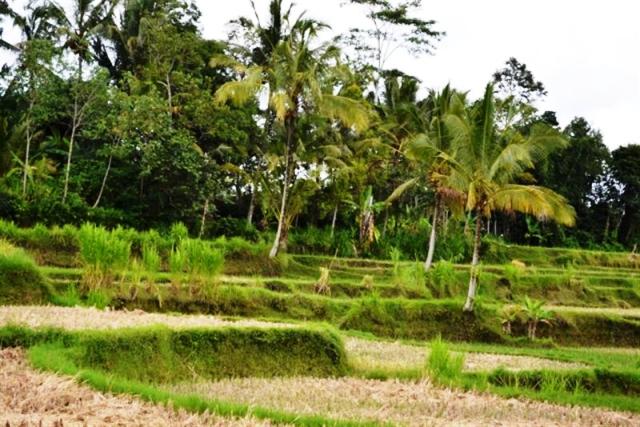 land for sale in ubud bali