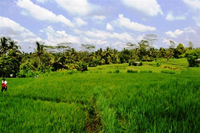 land for sale in ubud bali