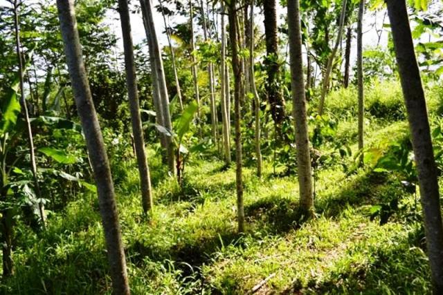 land for sale in ubud bali