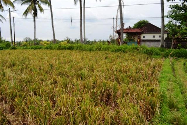 land for sale in ubud bali