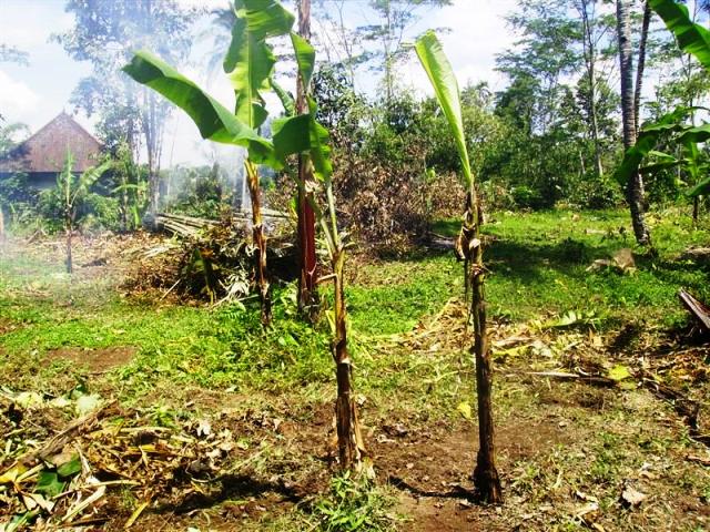 Land for sale in Ubud