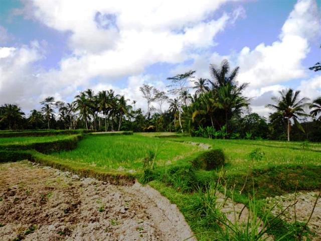land for sale in ubud bali