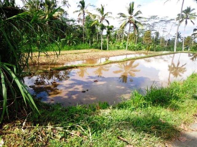 land for sale in ubud bali