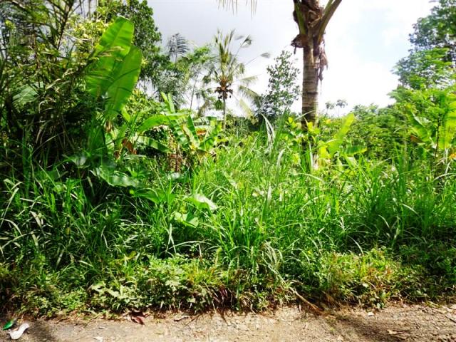 land for sale in ubud bali