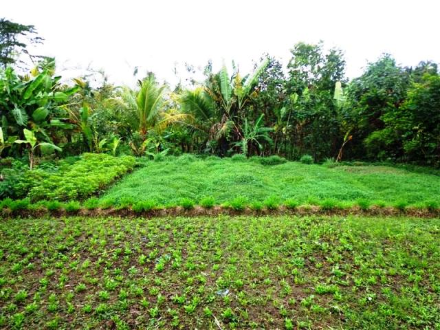 land for sale in ubud bali