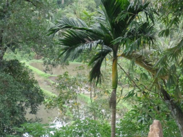 land for sale in ubud bali
